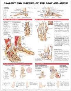 Anatomy and Injuries of the Foot and Ankle Chart