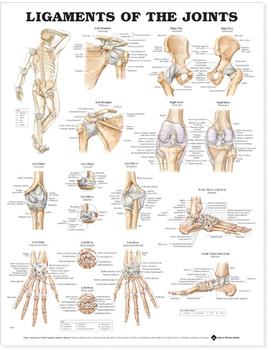 Ligaments of the Joints Chart