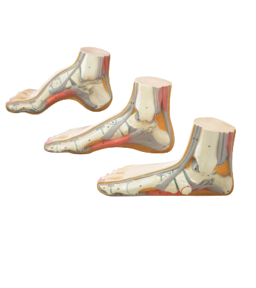 Set of Three Foot Models