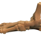 Foot and Ankle Anatomical Model