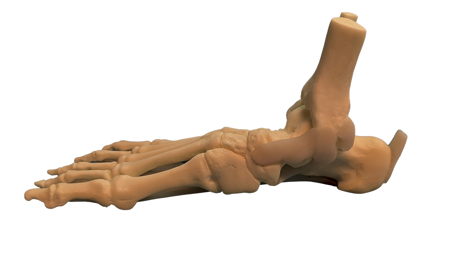 Foot and Ankle Anatomical Model