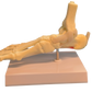 Foot and Ankle Anatomical Model