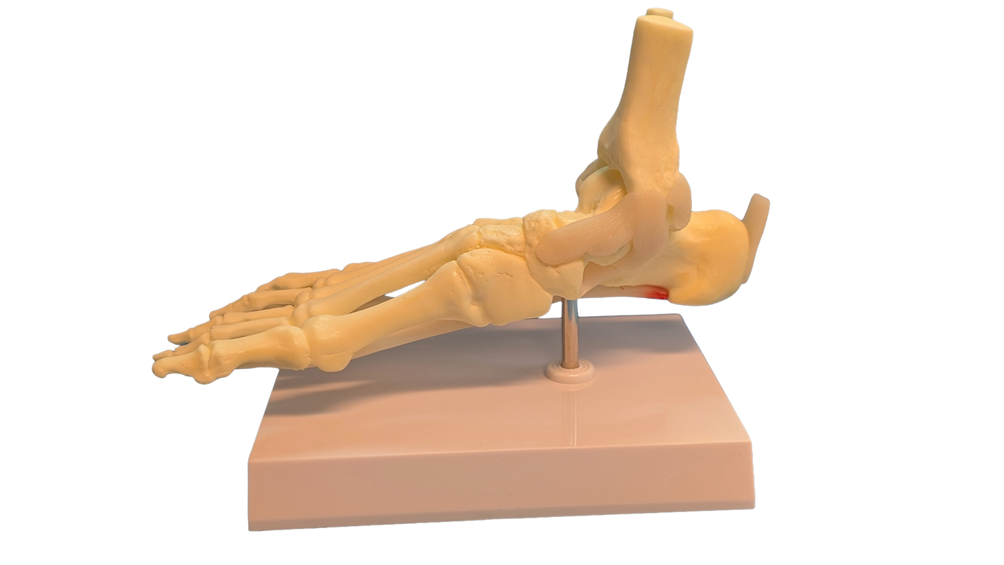 Foot and Ankle Anatomical Model