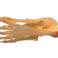 Foot and Ankle Anatomical Model