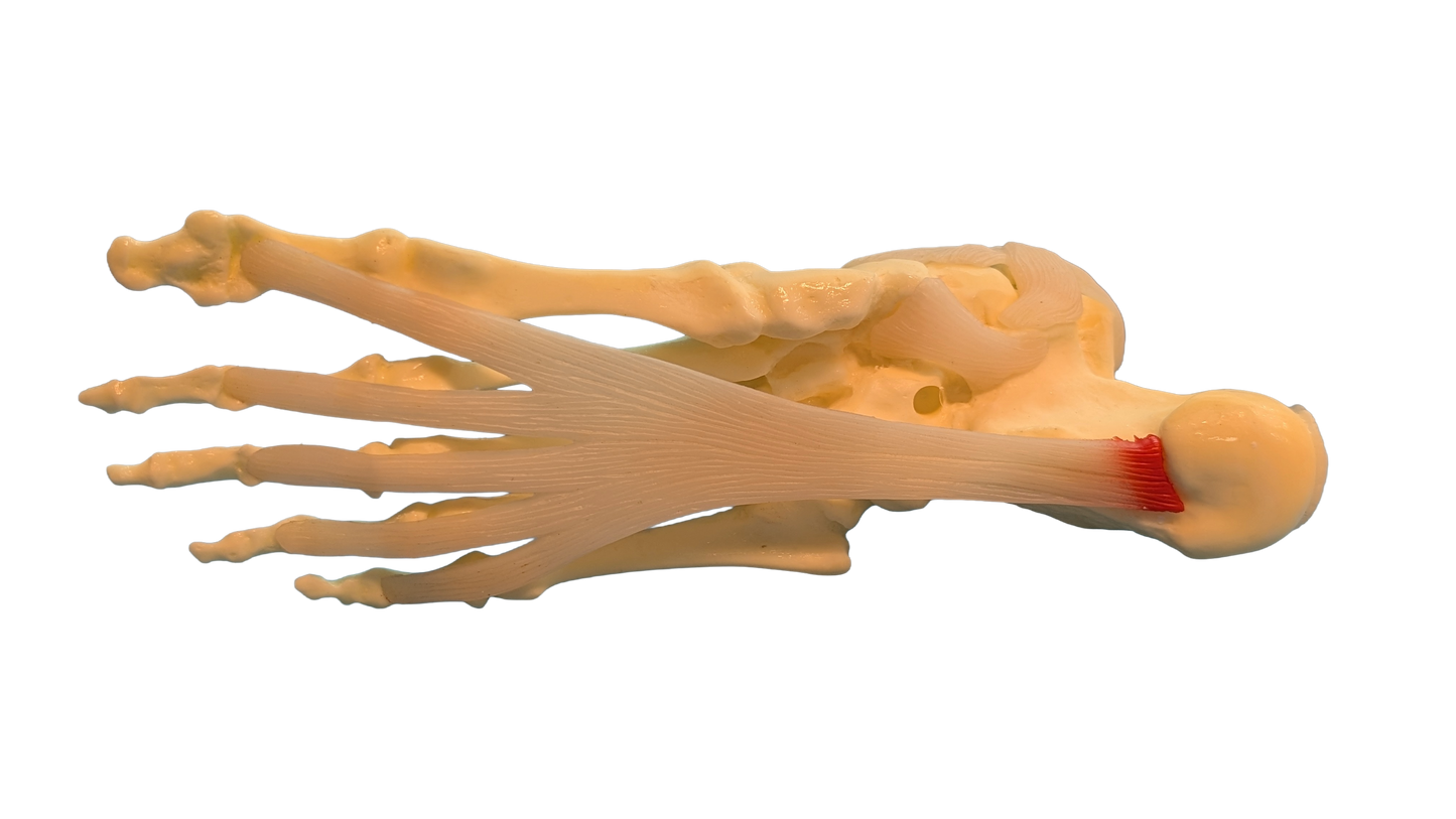 Foot and Ankle Anatomical Model