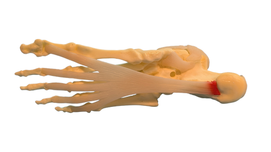 Foot and Ankle Anatomical Model
