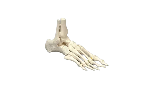 Elastic Foot Model